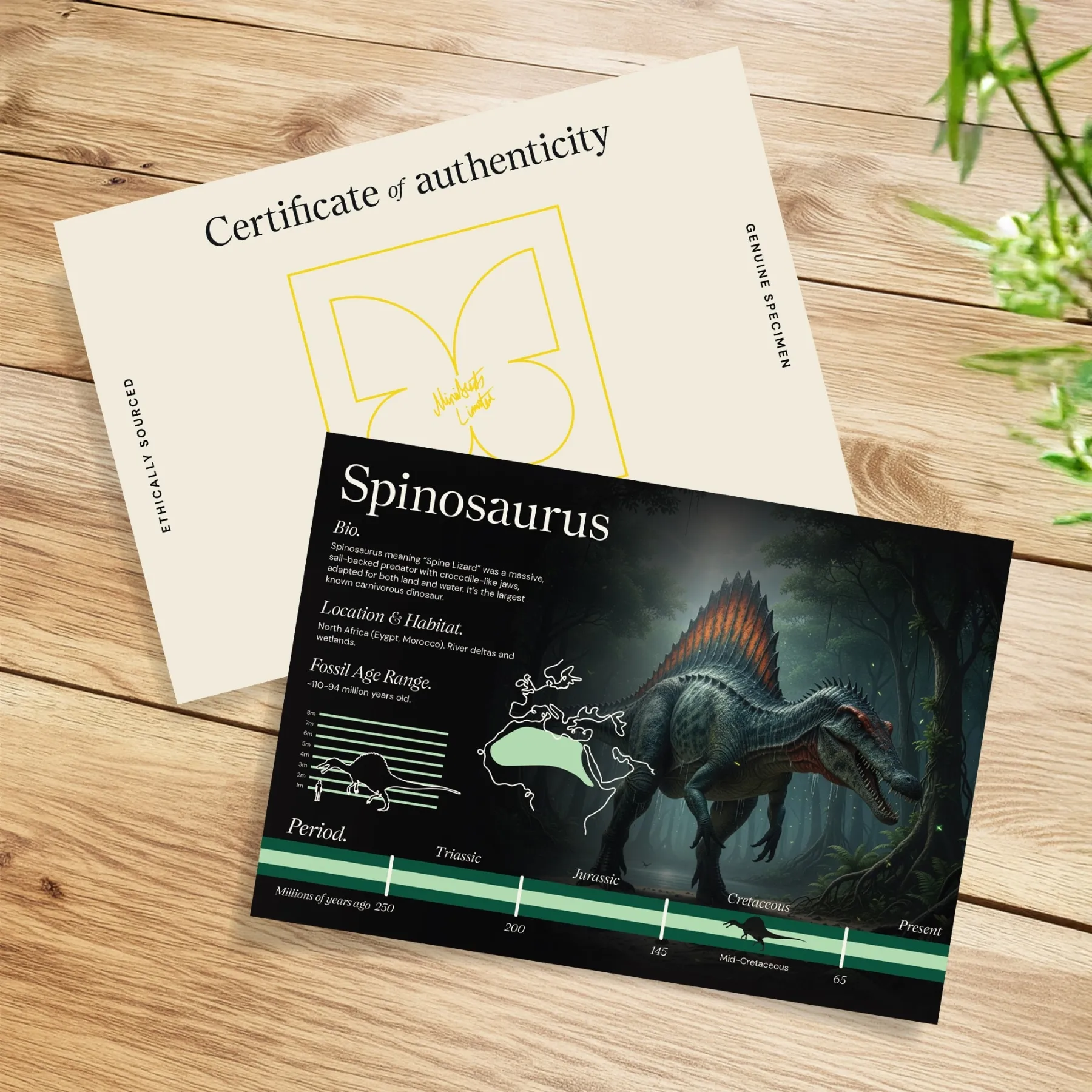 Minibeast Spinosaurus Farbillustration & Zahnfossil (Spinosaurus aegyptiacus)