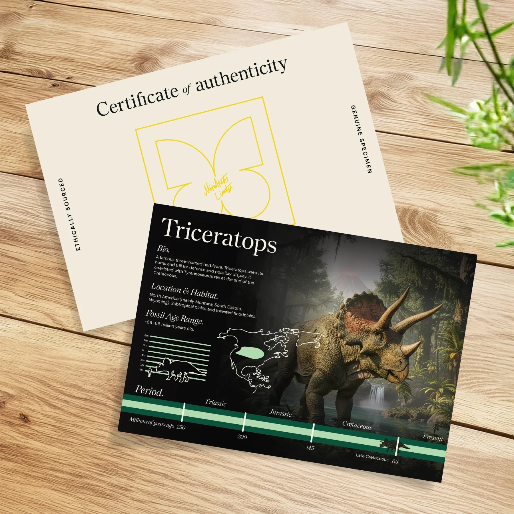 Minibeast Triceratops Botfragment met Illustratie in Lijst (Triceratops sp)