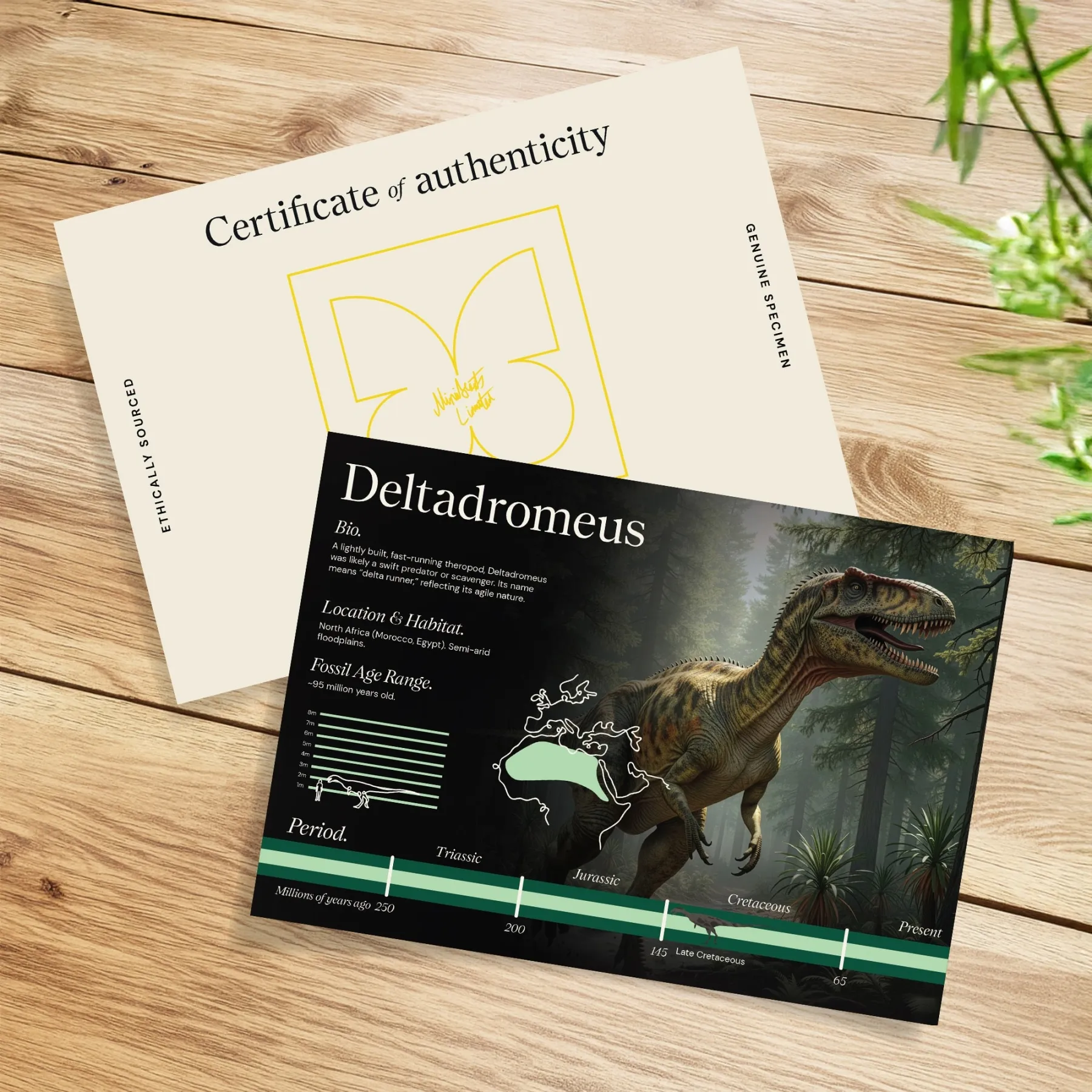 Minibeast Delta Runner Raptor Dinosaurierzahn Fossil (Deltadromeus agilis)