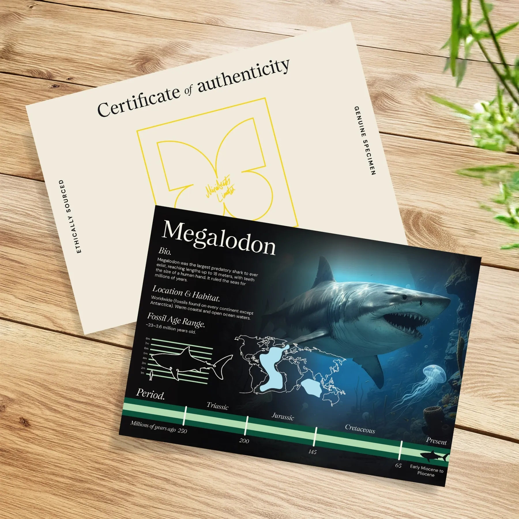 3 Inch Megalodon Shark Tooth Fossil in Baroque Frame (Carcharodon megalodon)