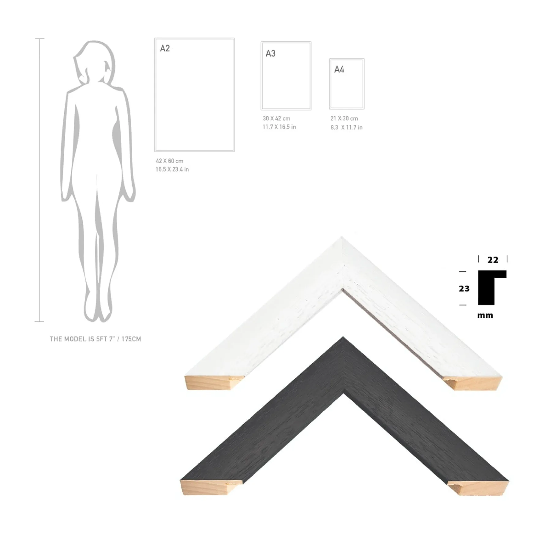 Vintage Entomology Giclee Print (Death Head Moth Plate From 1882)