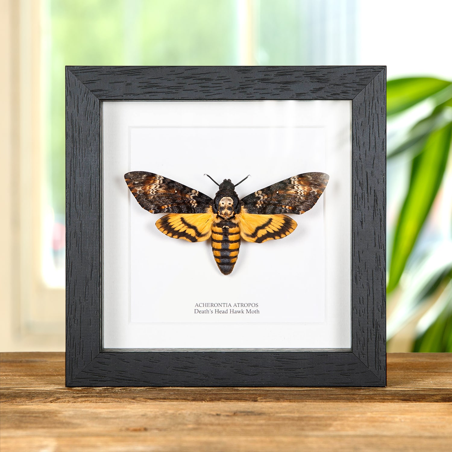 Deaths Head Hawk Moth in Box Frame (Acherontia atropos)