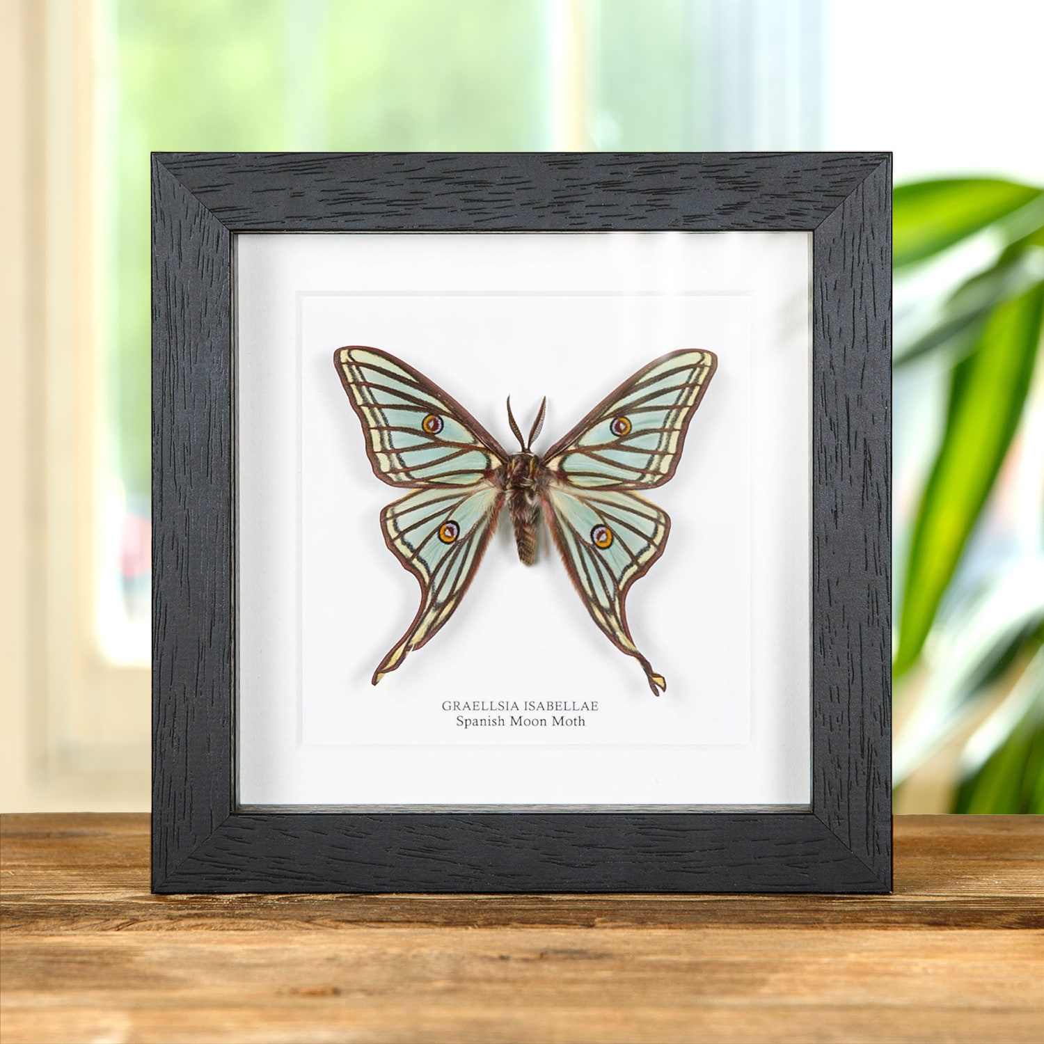 Spanish Moon Moth In Box Frame (Graellsia isabellae)