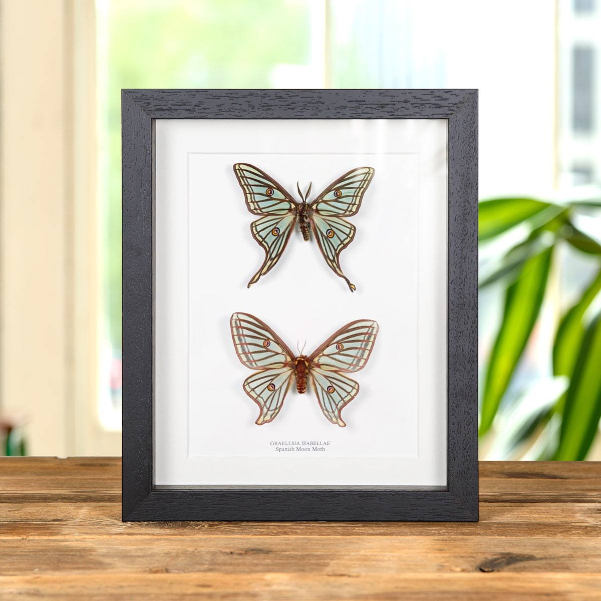 Spanish Moon Moth Male & Female Pair In Box Frame (Graellsia