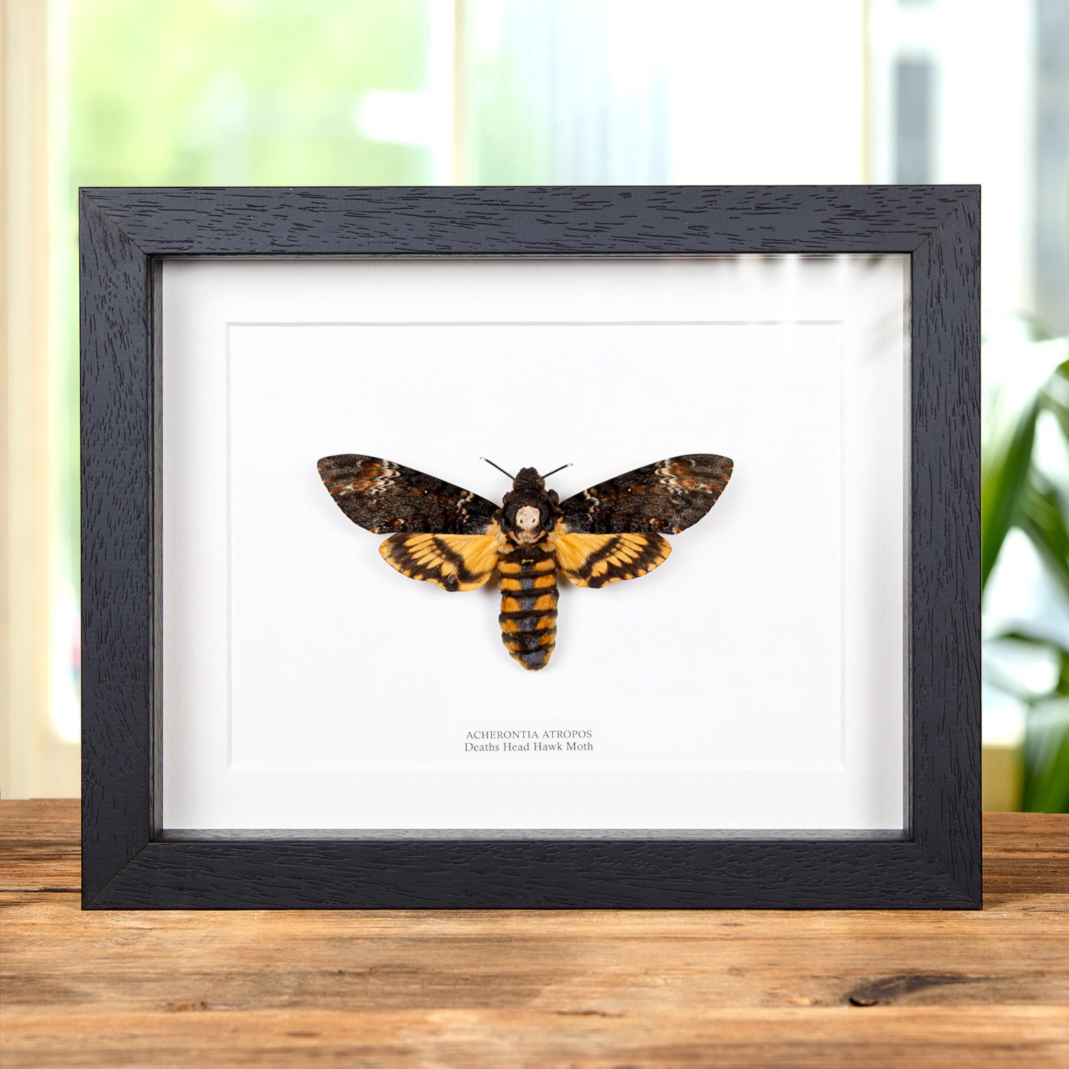 XL Deaths Head Hawk Moth in Box Frame (Acherontia atropos)