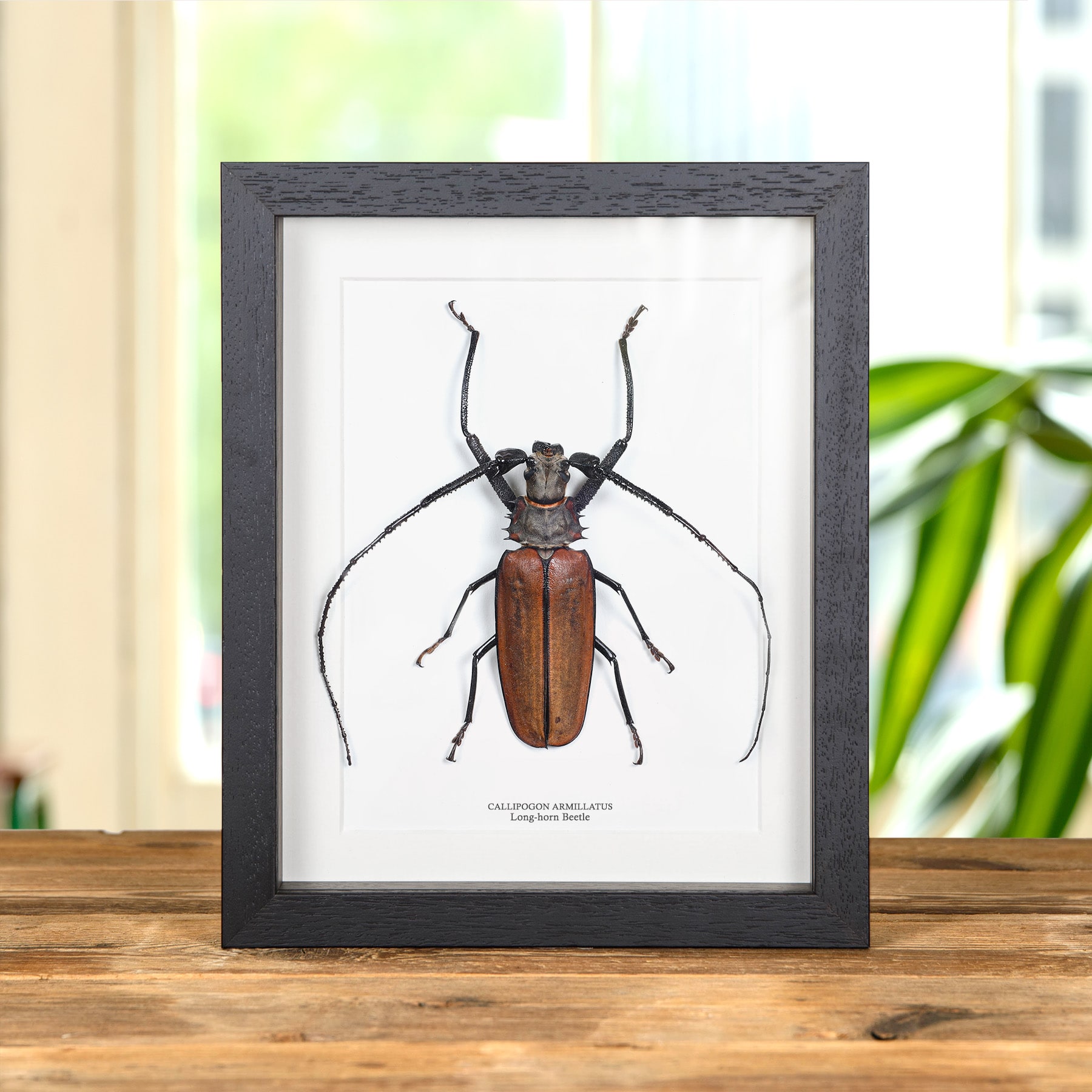 Imperious Sawyer In Box Frame (Callipogon armillatus)