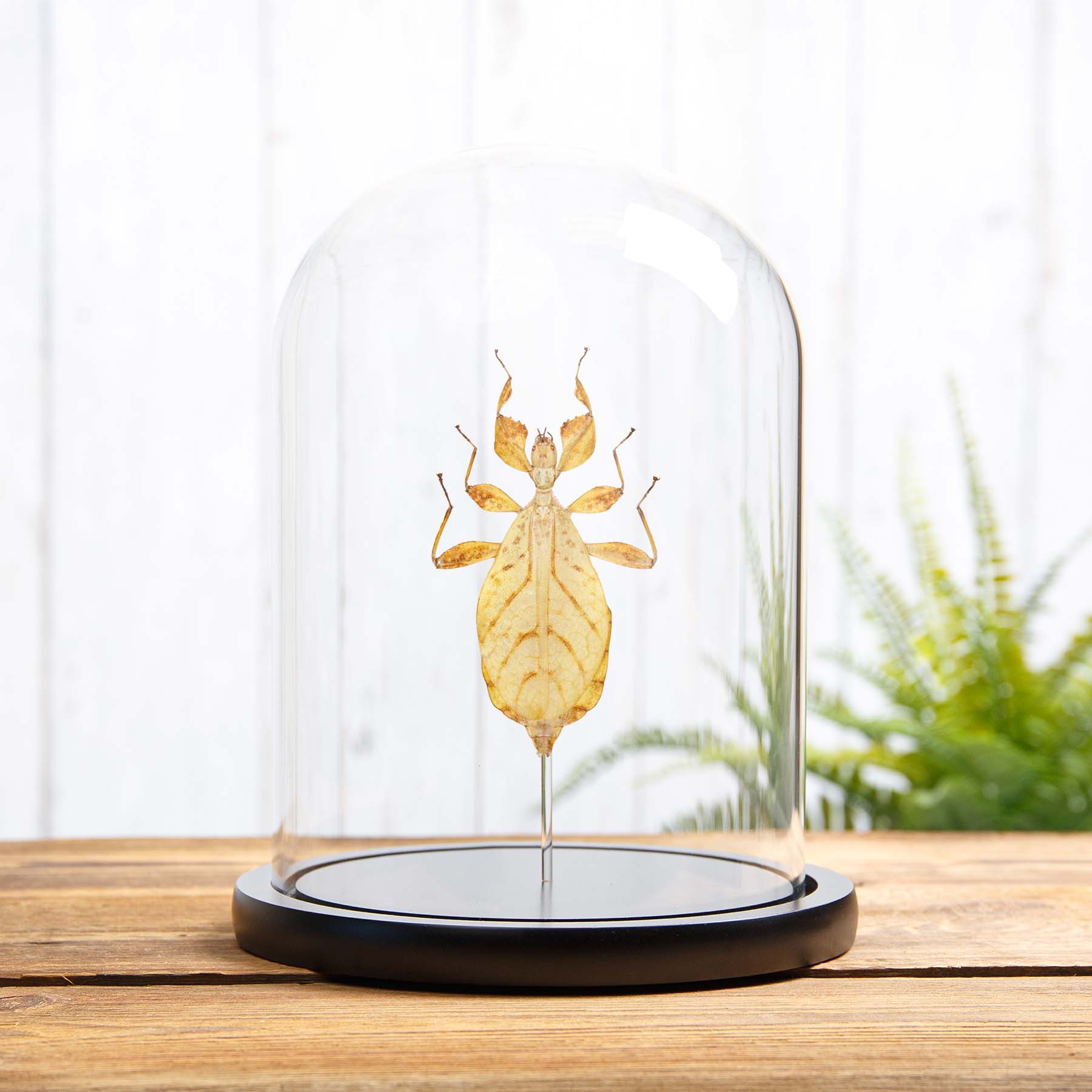 Walking Leaf Insect In Glass Dome With Wooden Base (Phyllium letiranti)