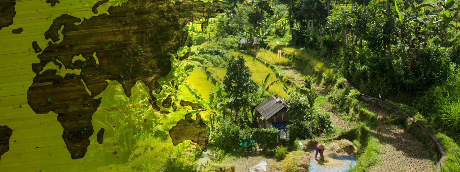Butterfly farming in tropical rainforest habitat