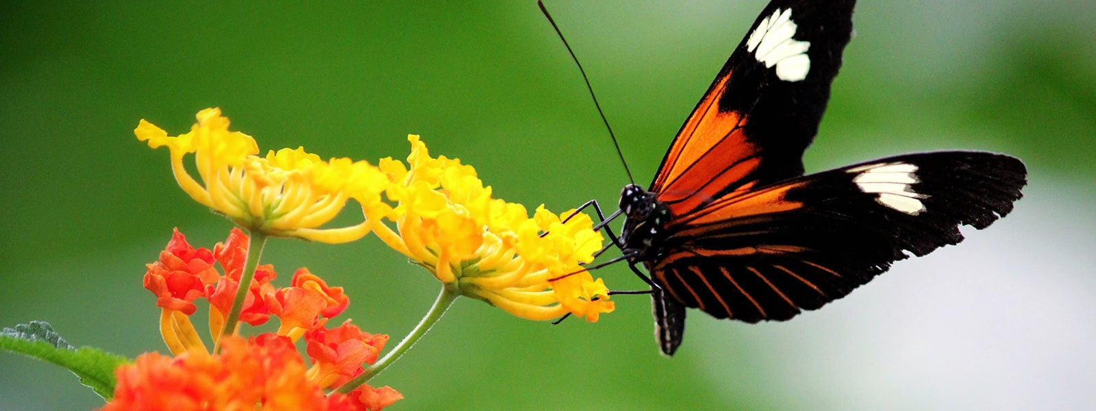 Butterfly farming in tropical rainforest habitat