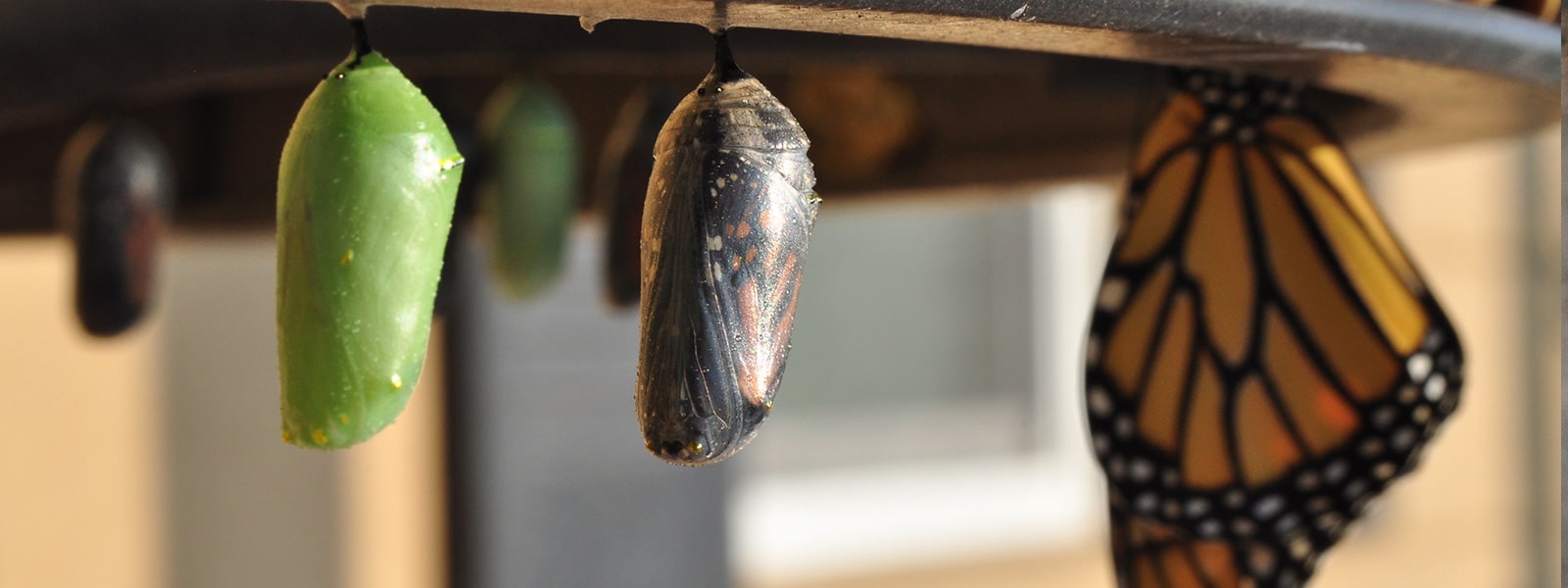 Butterfly farming community project in coastal Kenya