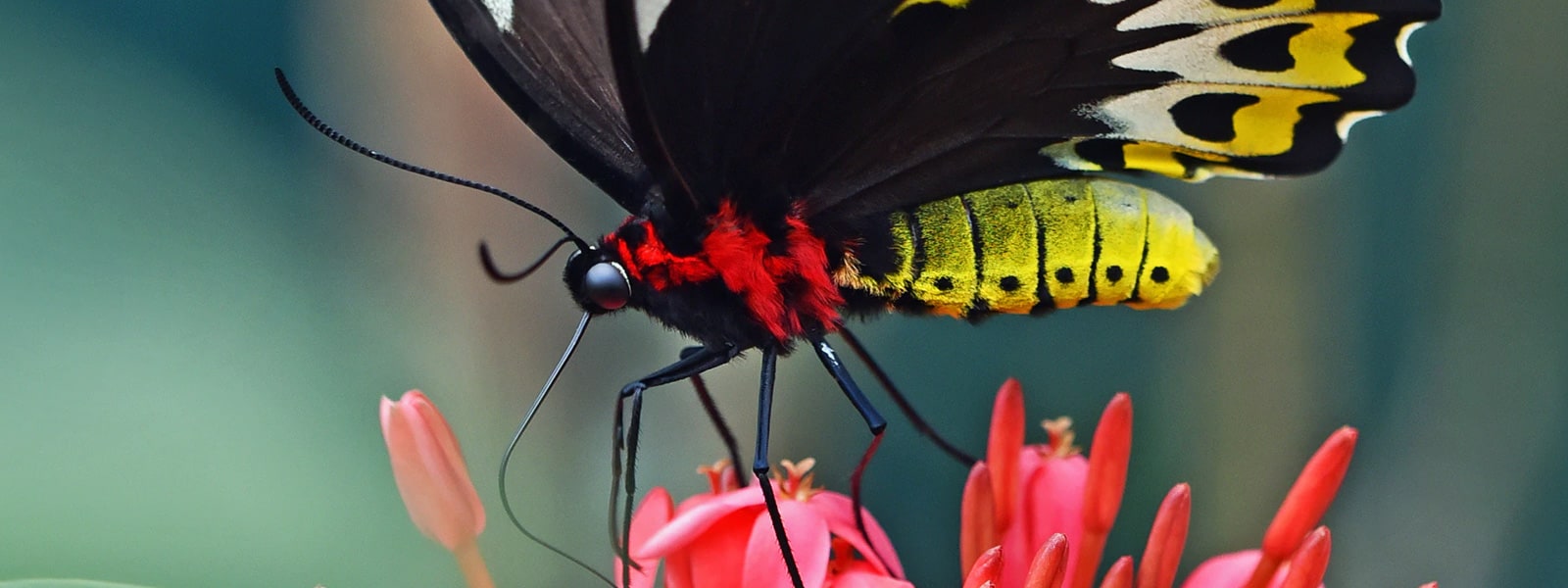 Butterfly farming in the East Usambara Mountains