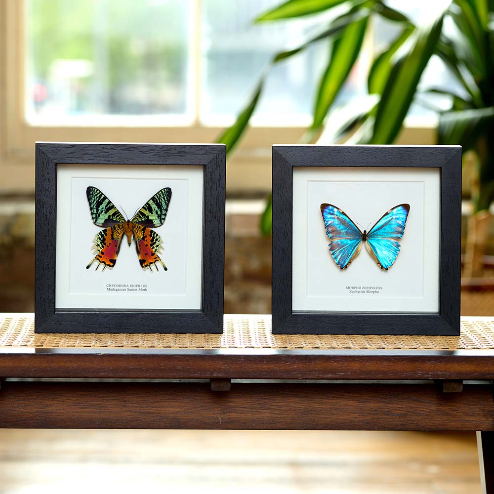 Minibeast Taxidermy Butterflies Moths Insects Minibeast Taxidermy Butterflies Moths Insects