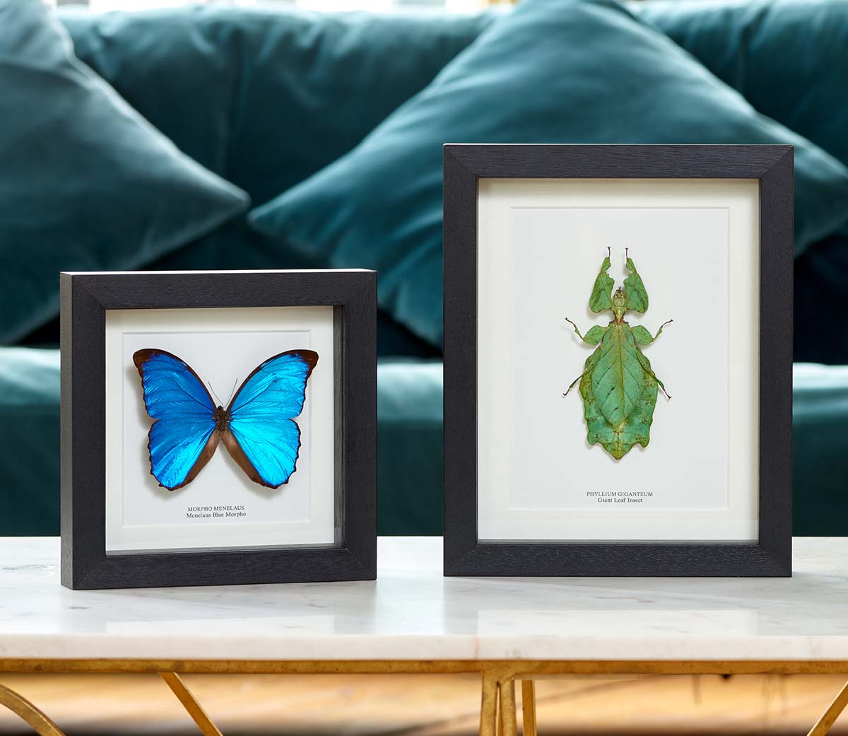 Minibeast Taxidermy Butterflies Moths Insects Minibeast Taxidermy Butterflies Moths Insects
