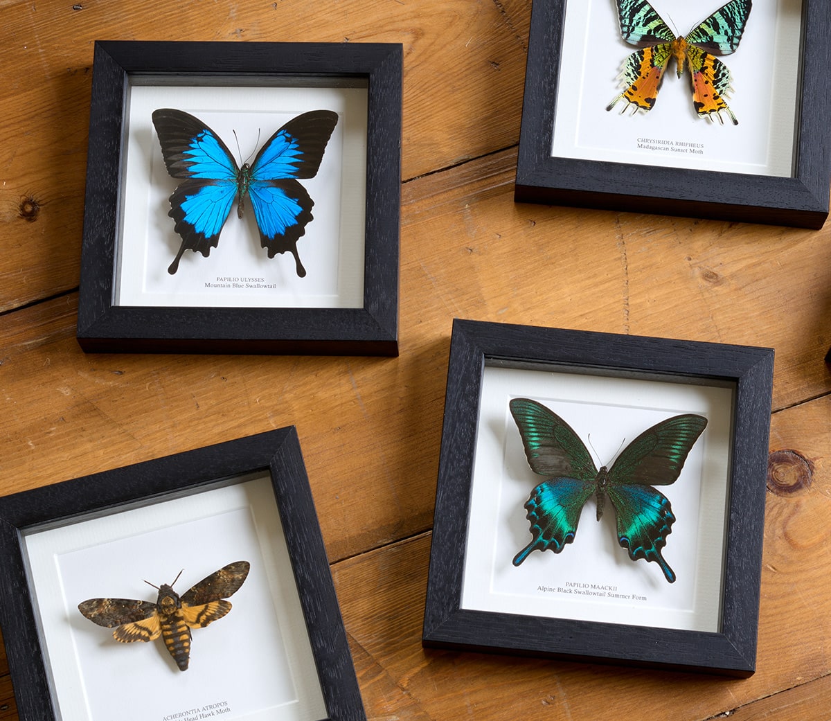 Minibeast Taxidermy Butterflies Moths Insects Minibeast Taxidermy Butterflies Moths Insects
